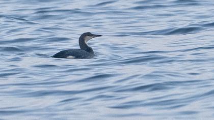 Black-throated Loon