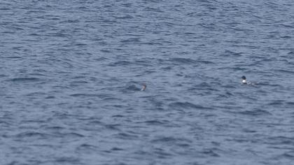 Red-breasted Merganser