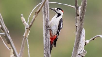 Syrian Woodpecker