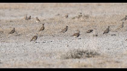 Eurasian Dotterel
