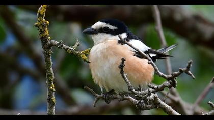 Masked Shrike