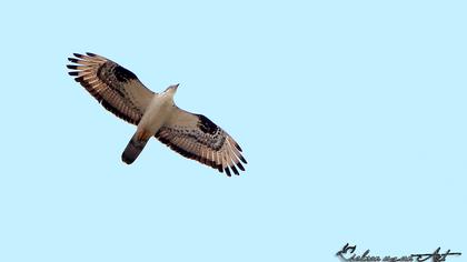 European Honey Buzzard