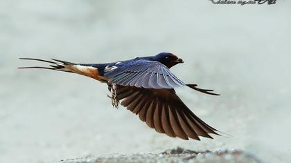 Barn Swallow