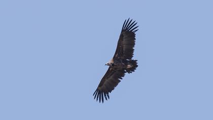 Cinereous Vulture