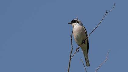 Lesser Grey Shrike