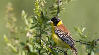 Black-headed Bunting
