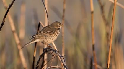 Buff-bellied Pipit