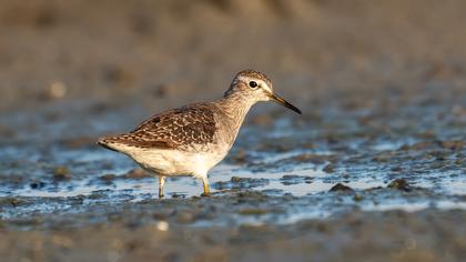 Wood Sandpiper
