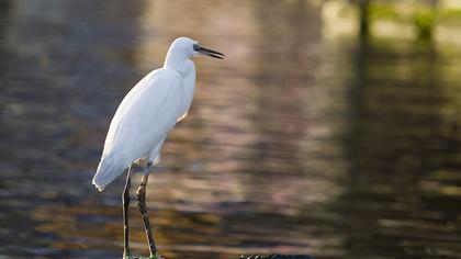 Little Egret