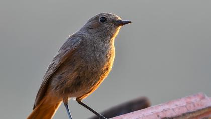 Black Redstart
