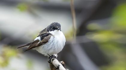 Semicollared Flycatcher