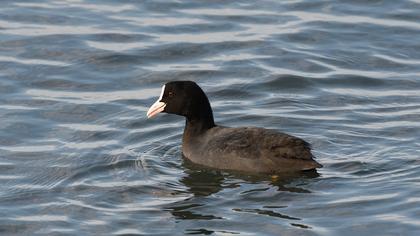 Eurasian Coot