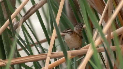 Moustached Warbler
