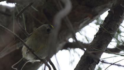 Goldcrest