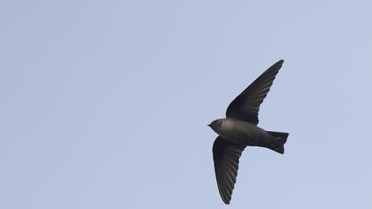 Eurasian Crag Martin
