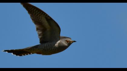 Common Cuckoo