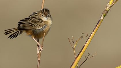 Zitting Cisticola
