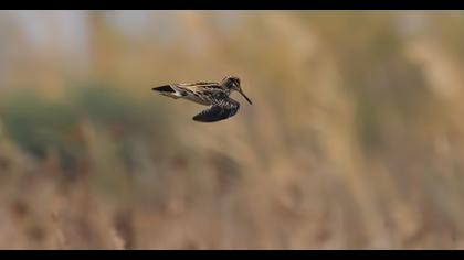 Jack Snipe