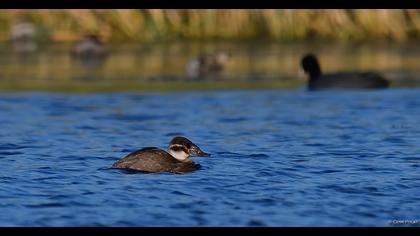 White-headed Duck