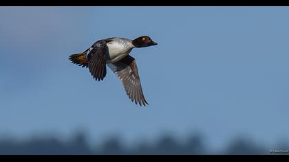Common Goldeneye