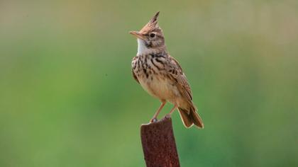 Crested Lark