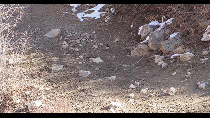 Black-throated Thrush