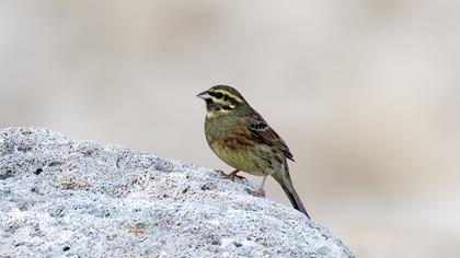 Cirl Bunting