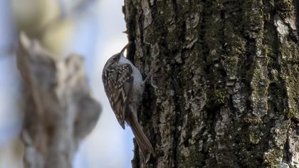 Bahçe tırmaşıkkuşu