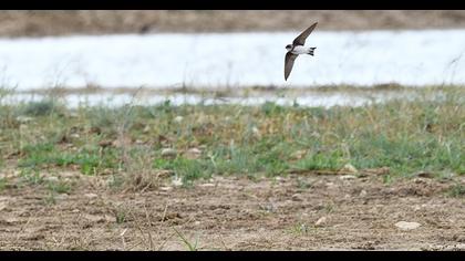 Sand Martin