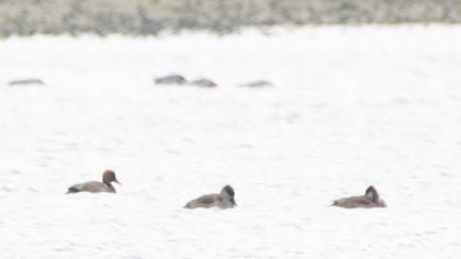 Red-crested Pochard