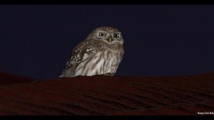 Little Owl