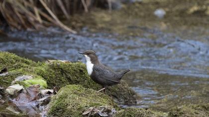 White-throated Dipper