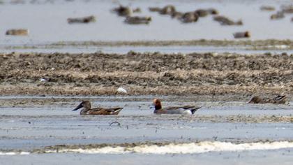 Eurasian Wigeon