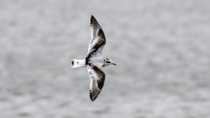 Little Gull