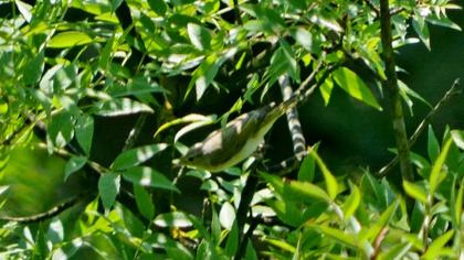 Eastern Bonelli`s Warbler
