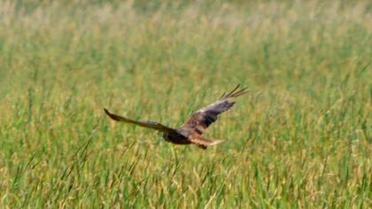 Montagu`s Harrier