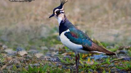 Northern Lapwing