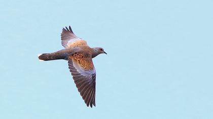 European Turtle Dove