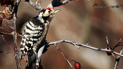 Lesser Spotted Woodpecker
