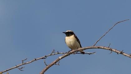 Black-eared Wheatear