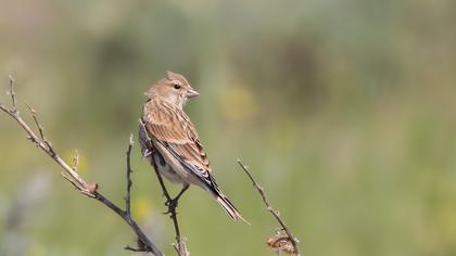 Common Linnet
