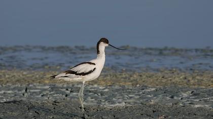 Pied Avocet