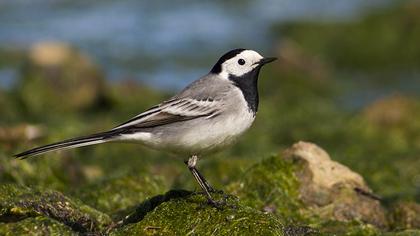 White Wagtail