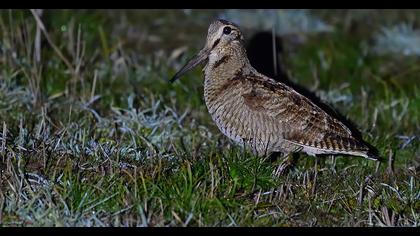 Eurasian Woodcock
