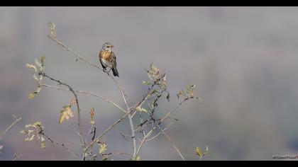 Fieldfare