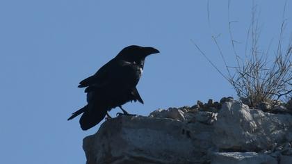 Northern Raven