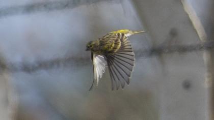 European Serin