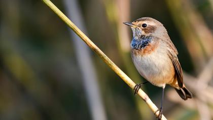 Bluethroat