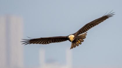 Western Marsh Harrier
