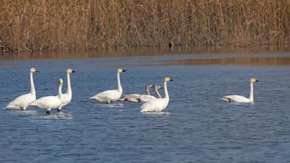 Tundra Swan